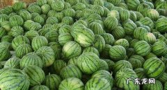 西瓜的气味是什么味