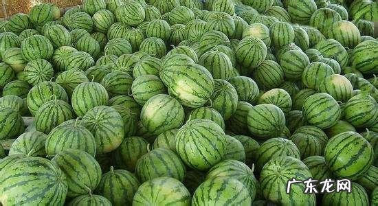 西瓜的气味是什么味