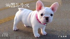 法国斗牛犬的资料 法国斗牛犬简介