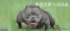 美国恶霸犬有攻击性吗 美国恶霸犬优缺点
