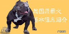 美国恶霸犬图片 幼犬图片 美国恶霸犬基本信息绍介