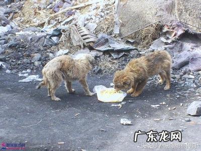 疯狗咬伤打狂犬疫苗有作用吗 被疯狗咬到打狂犬疫苗有用吗