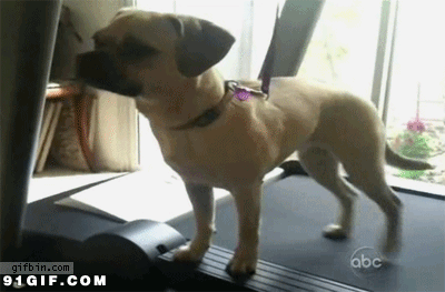 疯狗咬伤打狂犬疫苗有作用吗 被疯狗咬到打狂犬疫苗有用吗
