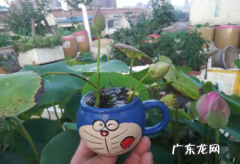 碗莲 冬天 碗莲耐寒吗