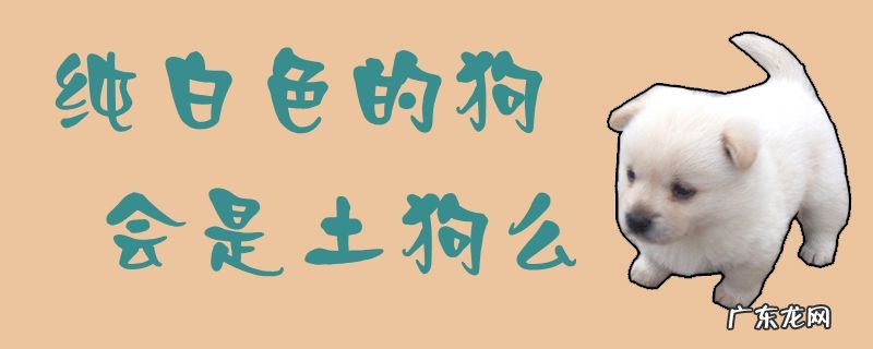 土狗有白色的吗 纯白色的狗会是土狗么