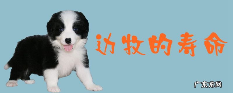边牧的寿命是多少年 边牧的寿命