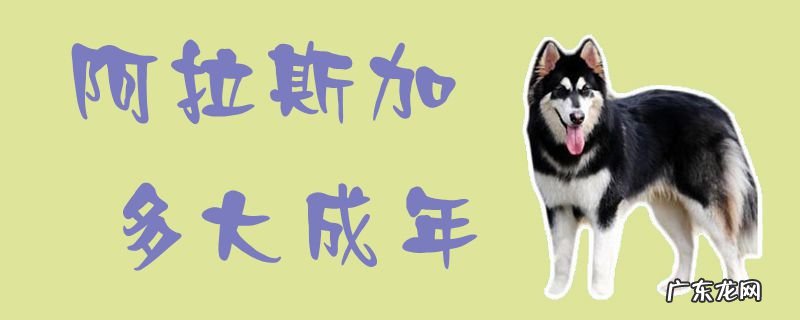 阿拉斯加多大成年犬 阿拉斯加多大成年