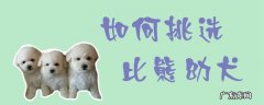 比熊犬怎么样 如何挑选比熊幼犬