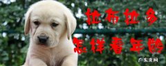 拉布拉多幼年期多长 拉布拉多怎样看年龄