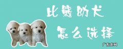 比熊犬好养吗?比熊犬的喂养方法 比熊幼犬怎么选择