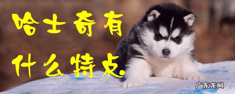 哈士奇有什么特点? 哈士奇有什么特点