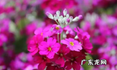 大花樱草养殖方法 樱草花可以养几年