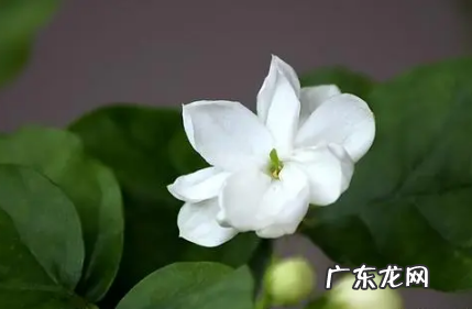盆栽茉莉怎么越冬 盆栽茉莉冬季怎样过冬