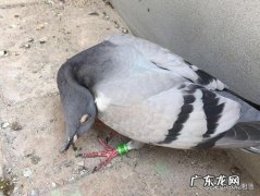 鸽子歪脖怎么治最快 鸽子歪脖子快速治疗方法