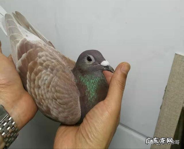 鸽子歪脖怎么治最快 鸽子歪脖子快速治疗方法