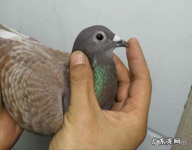 鸽子歪脖怎么治最快 鸽子歪脖子快速治疗方法