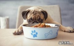 狗为什么不能喂的太饱的意思 为什么说不能给狗喂太饱呢