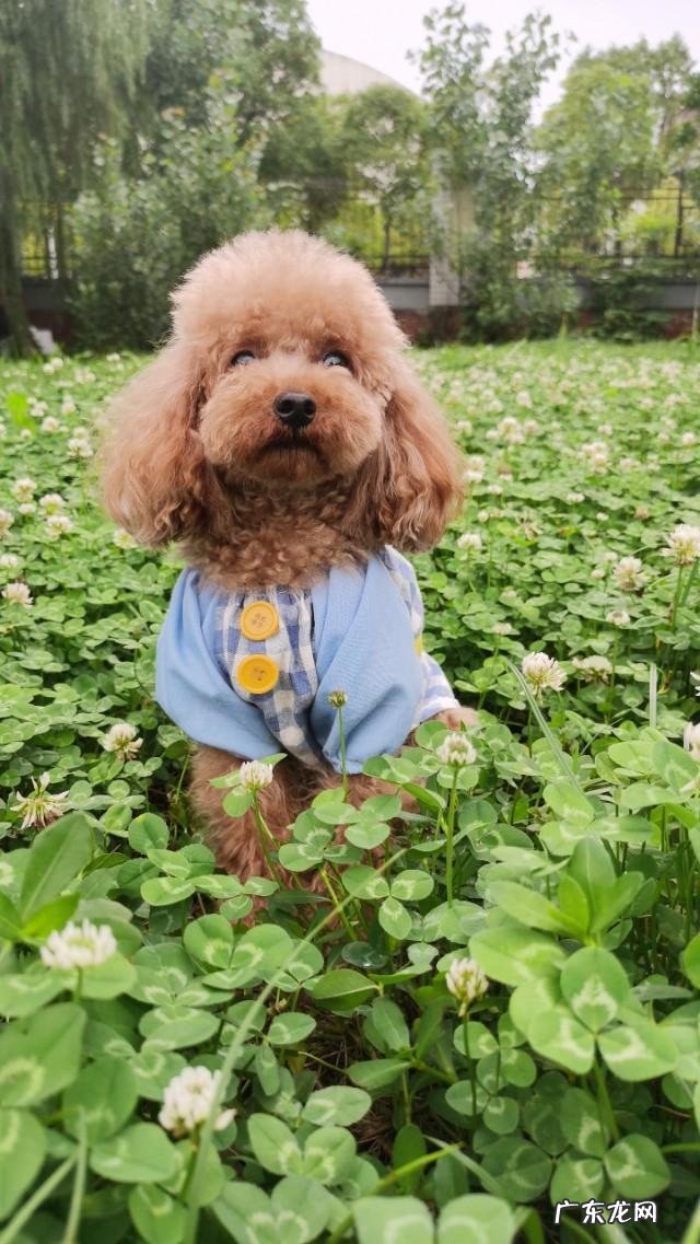 狗和狗会不会交流 狗狗究竟会不会与人类交流吗