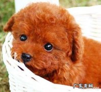 泰迪毛发颜色有几种 泰迪狗的毛有几种颜色