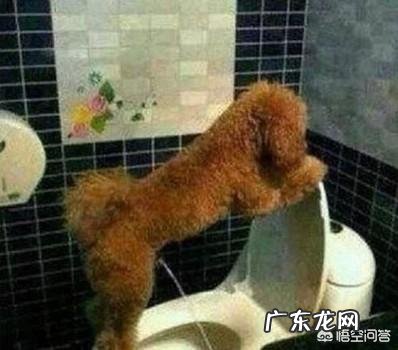狗狗晚上憋不住尿怎么办 怎么让狗狗晚上不要憋尿自己去卫生间大小便呢