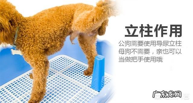 狗狗晚上憋不住尿怎么办 怎么让狗狗晚上不要憋尿自己去卫生间大小便呢