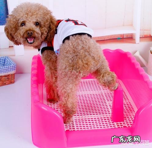 狗狗晚上憋不住尿怎么办 怎么让狗狗晚上不要憋尿自己去卫生间大小便呢