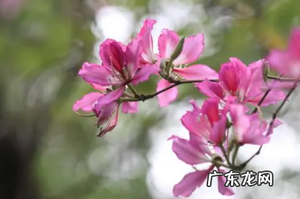 紫荆花一年四季都开花吗 紫荆花冬天能开花吗