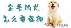 如何看金毛幼犬的品相 金毛幼犬怎么看品相