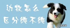 怎么区分边牧是不是纯种的 边牧怎么区分纯不纯