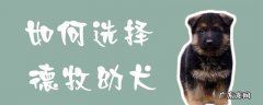 德牧犬怎么样 如何选择德牧幼犬
