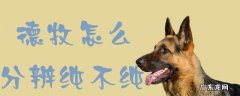 德牧幼犬怎么看纯不纯种 德牧怎么分辨纯不纯