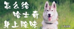 在家怎么给哈士奇洗澡 怎么给哈士奇身上除味