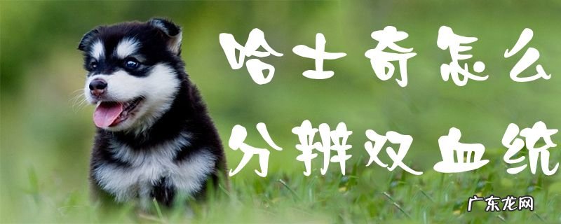 双血统哈士奇图片 哈士奇怎么分辨双血统
