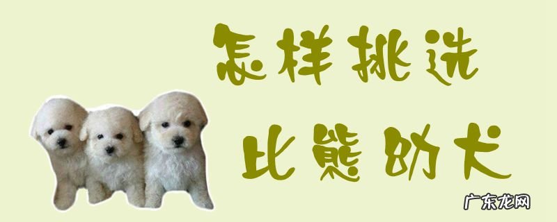 挑选比熊犬时要看哪几个方面 怎样挑选比熊幼犬
