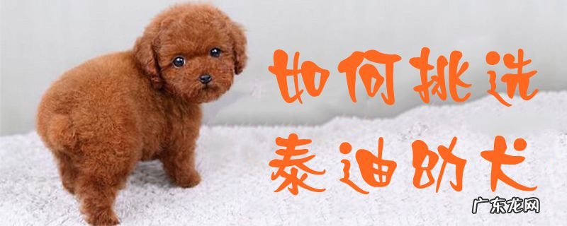 泰迪犬怎么看纯不纯,如何挑选小泰迪犬 如何挑选泰迪幼犬
