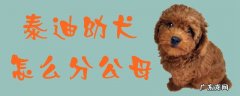 泰迪幼犬公母区分图片 泰迪幼犬怎么分公母