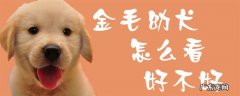 如何挑选金毛犬 金毛幼犬怎么看好不好