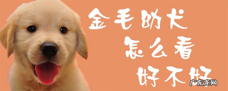 如何挑选金毛犬 金毛幼犬怎么看好不好