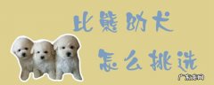 挑选比熊犬时要看哪几个方面 比熊幼犬怎么挑选