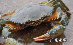 青蟹蒸熟了过夜能吃吗 青蟹蒸好可以放第二天吃吗