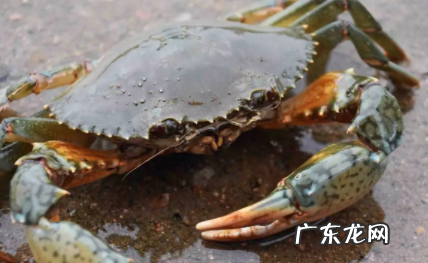 青蟹蒸熟了过夜能吃吗 青蟹蒸好可以放第二天吃吗