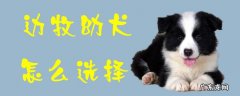 边牧犬好吗 边牧幼犬怎么选择