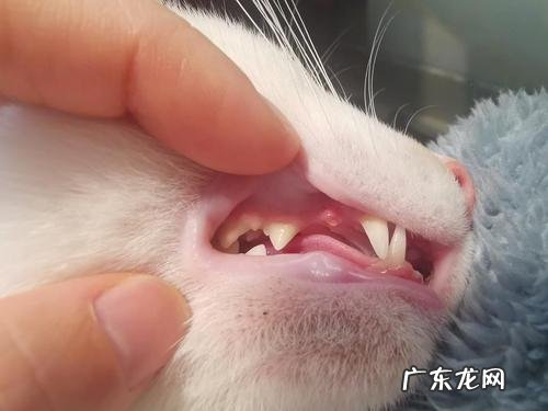 猫会换牙吗掉了一颗牙
