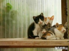 在城市里，为什么有些流浪猫看到人就粘人，而有些流浪猫看到人就跑