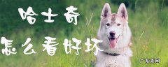 哈士奇缺点 哈士奇怎么看好坏
