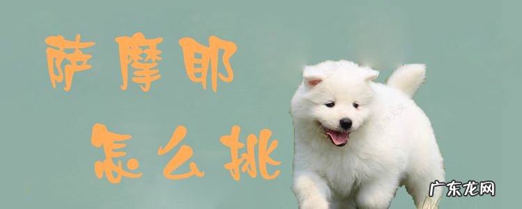 萨摩耶怎么挑幼犬 萨摩耶怎么挑