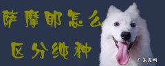 萨摩耶纯种怎么看 萨摩耶怎么区分纯种