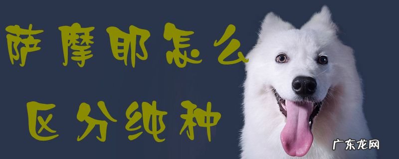 萨摩耶纯种怎么看 萨摩耶怎么区分纯种
