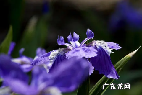 鸢尾花叶子 亮叶鸢尾怎么养