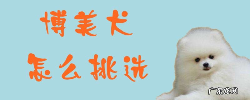 博美幼犬怎么选 博美犬怎么挑选